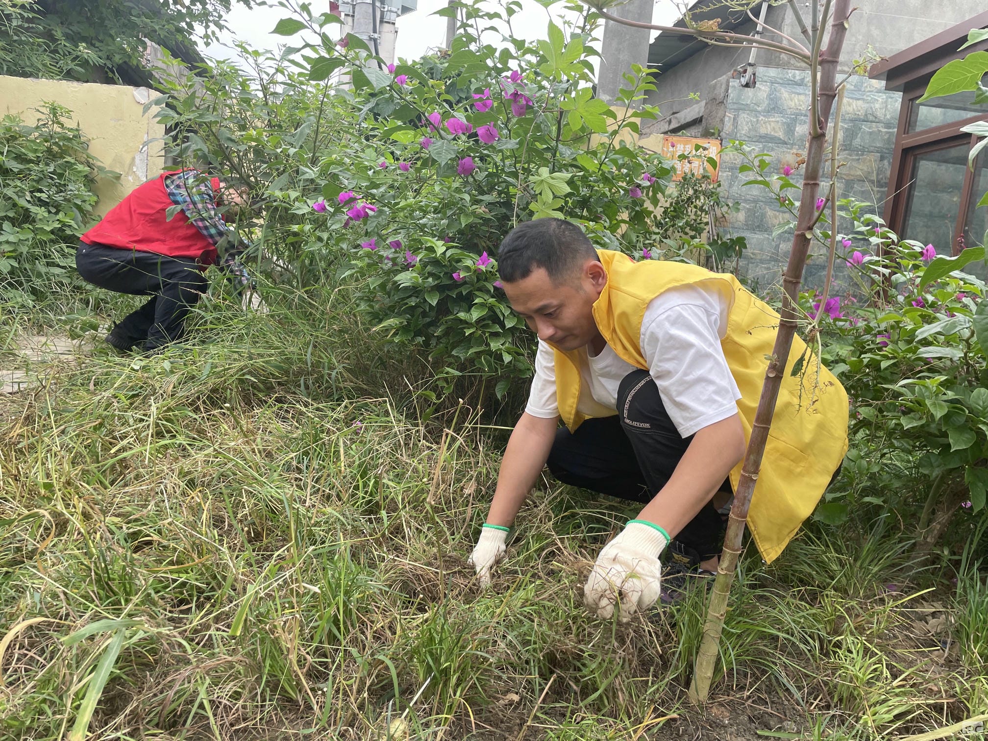 成都探矿加入土门社区微绿地维护自愿活动_下层动态_新闻中心_拉斯维加斯3133cc有限责任公司
